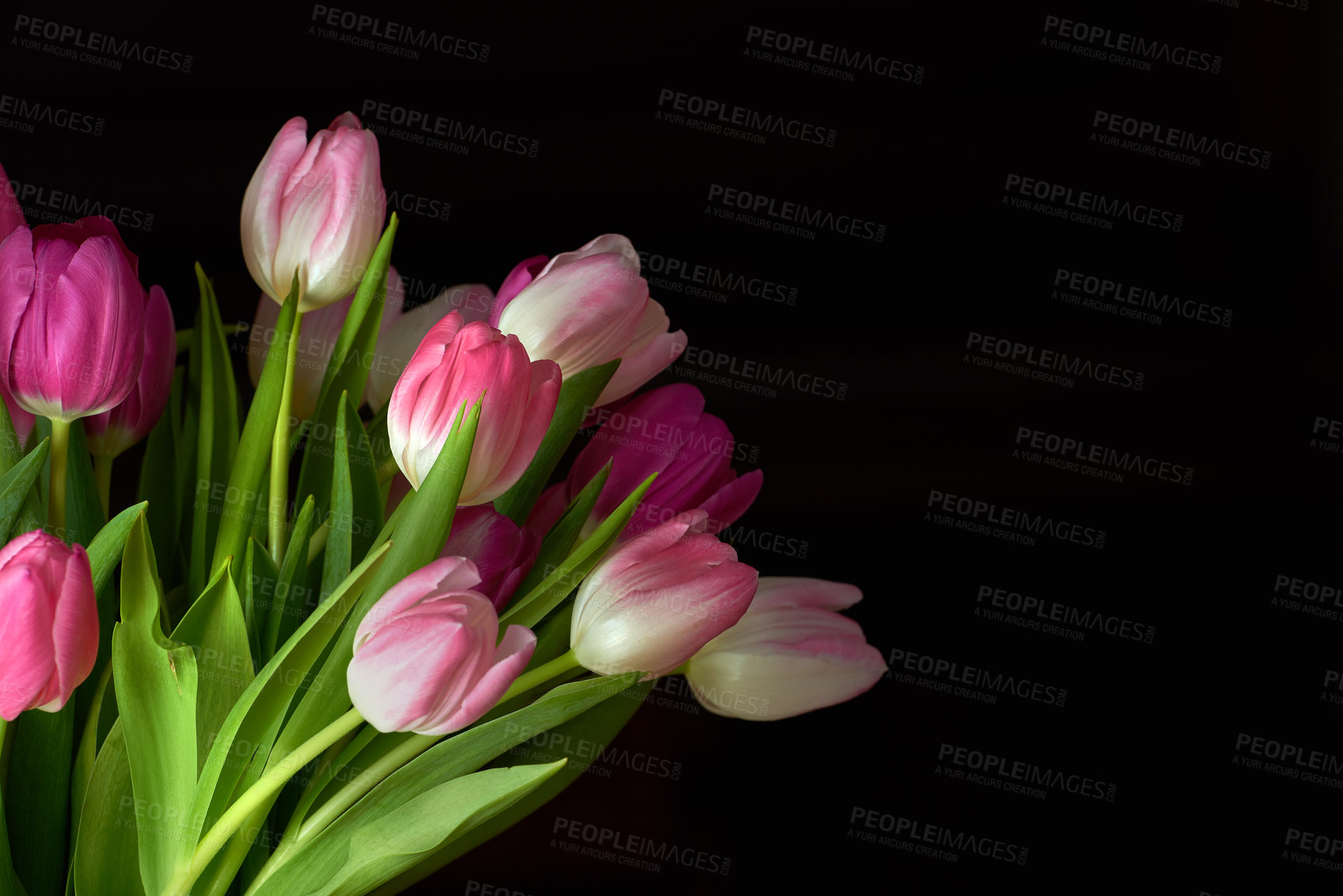 Buy stock photo Copy space with a bunch of tulip flowers against a black studio background. Closeup of beautiful flowering plants with pink petals blooming and blossoming. Pretty bouquet to gift for valentines day