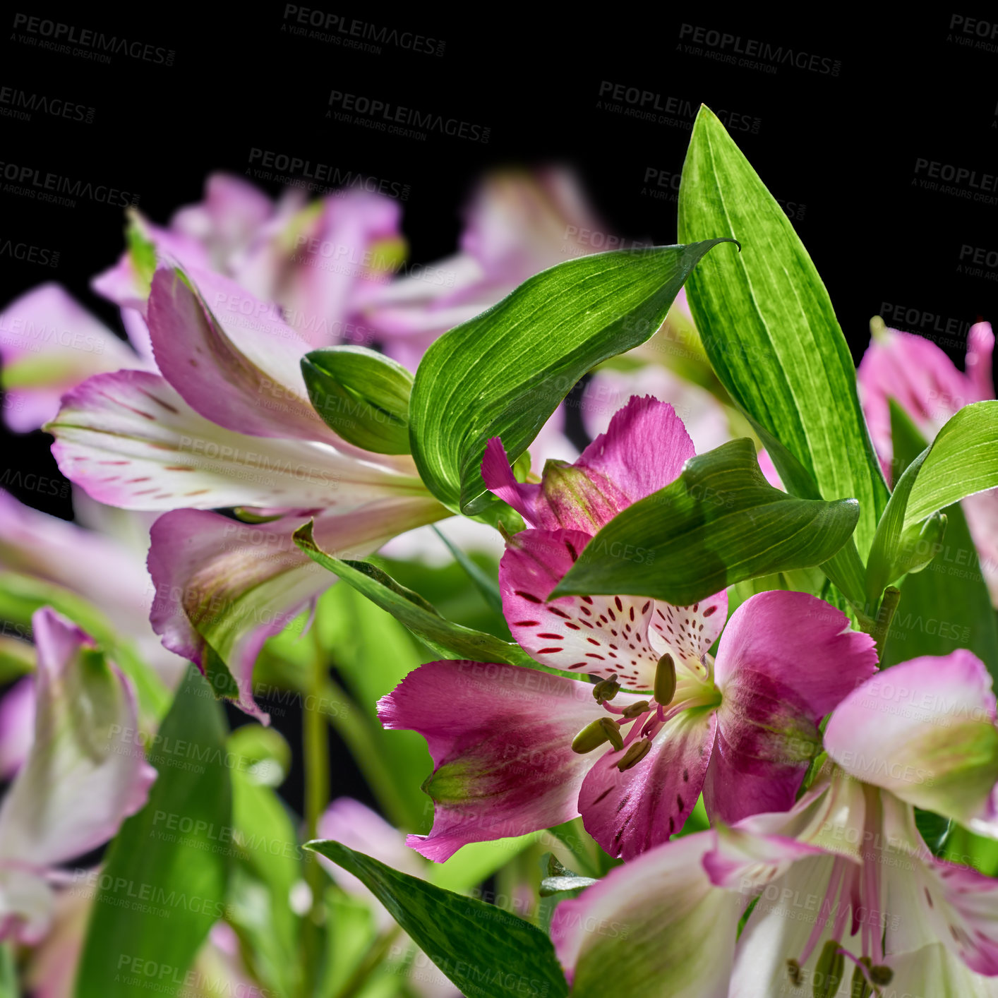 Buy stock photo Bouquet with different kind of flowers