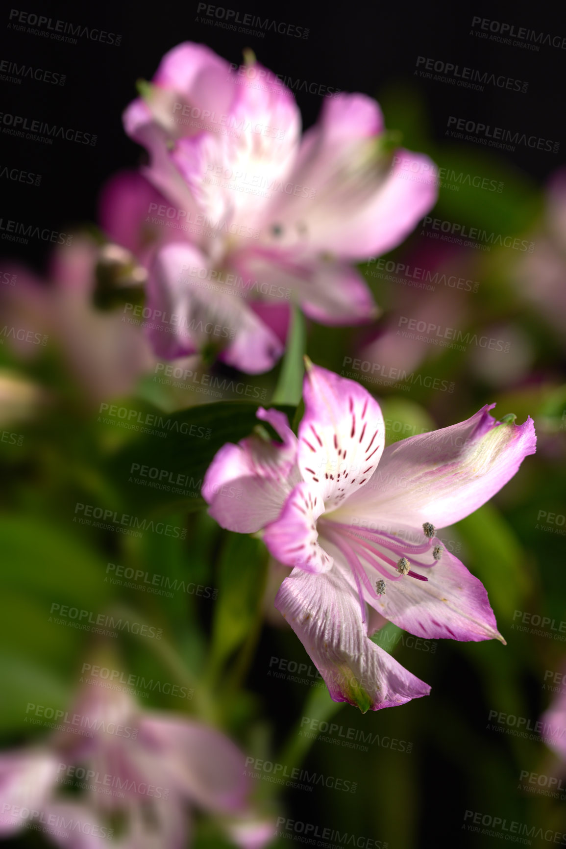 Buy stock photo Beautiful flower - dark background