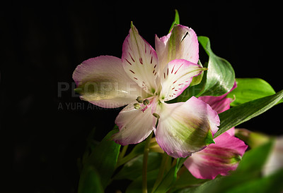 Buy stock photo Beautiful flower - dark background