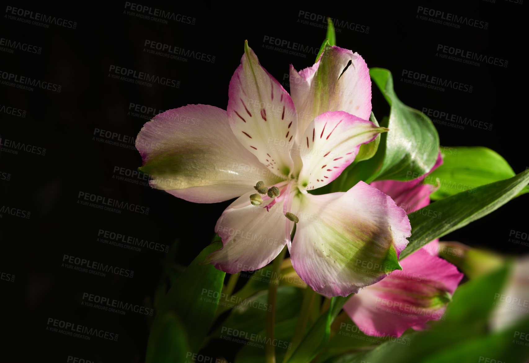 Buy stock photo Beautiful flower - dark background