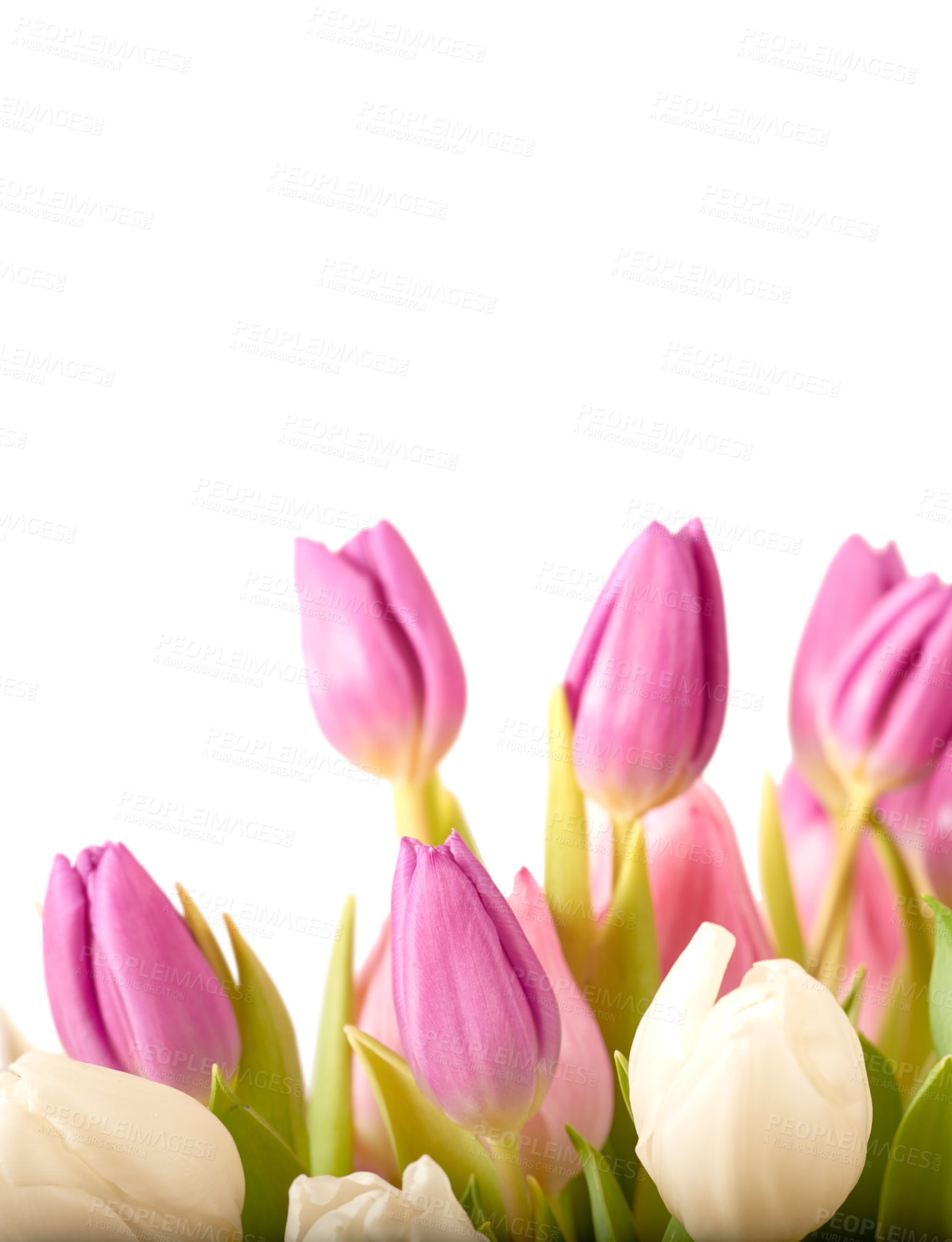 Buy stock photo Tulips, bouquet and bunch of flowers, nature and of plants, studio and celebration for valentines day. Decoration, petals and floral for luxury of wedding, leaf and blossom in white background