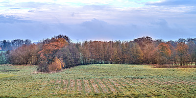 Buy stock photo Nature, sky and trees in field in Autumn with sustainable, eco friendly and woods landscape. Clouds, outdoor and grass with leaves on branches for scenic view in countryside environment with forest.