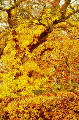 Buy stock photo A photo of a vibrant country field in early autumn