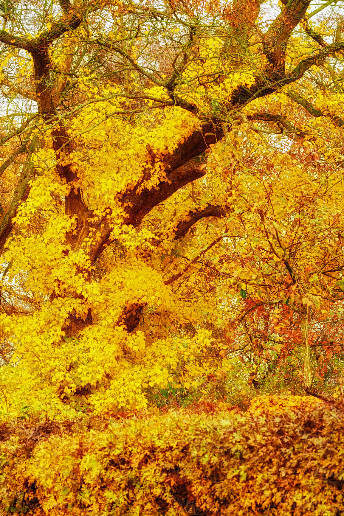 Buy stock photo A photo of a vibrant country field in early autumn