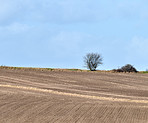 Early springtime in the countryside - Denmark