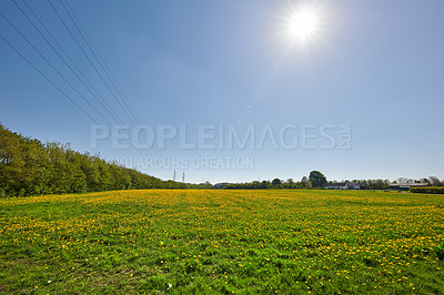 Buy stock photo Landscape of yellow flowers blooming in a beautiful open spring field under clear blue sky copy space. Vibrant perennial plants thriving in nature. Natural and vast plant of lush green foliage