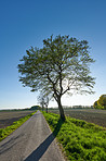 Early springtime in the countryside - Denmark