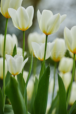 Buy stock photo Tulip flowers growing in a garden or field outdoors. Closeup of a beautiful bunch of flowering plants with white petals and green leaves blooming and blossoming in nature during a sunny day in spring