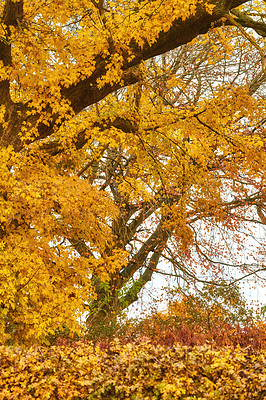 Buy stock photo A photo of a vibrant country field in early autumn