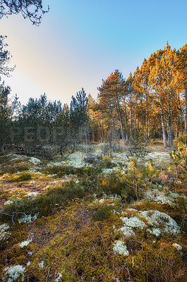 Buy stock photo Copyspace and forest landscape with tall trees and clear blue sky. Brown grass and shrubs in remote nature environment on a sunny day in Germany. Peaceful and scenic wilderness or woodlands in spring