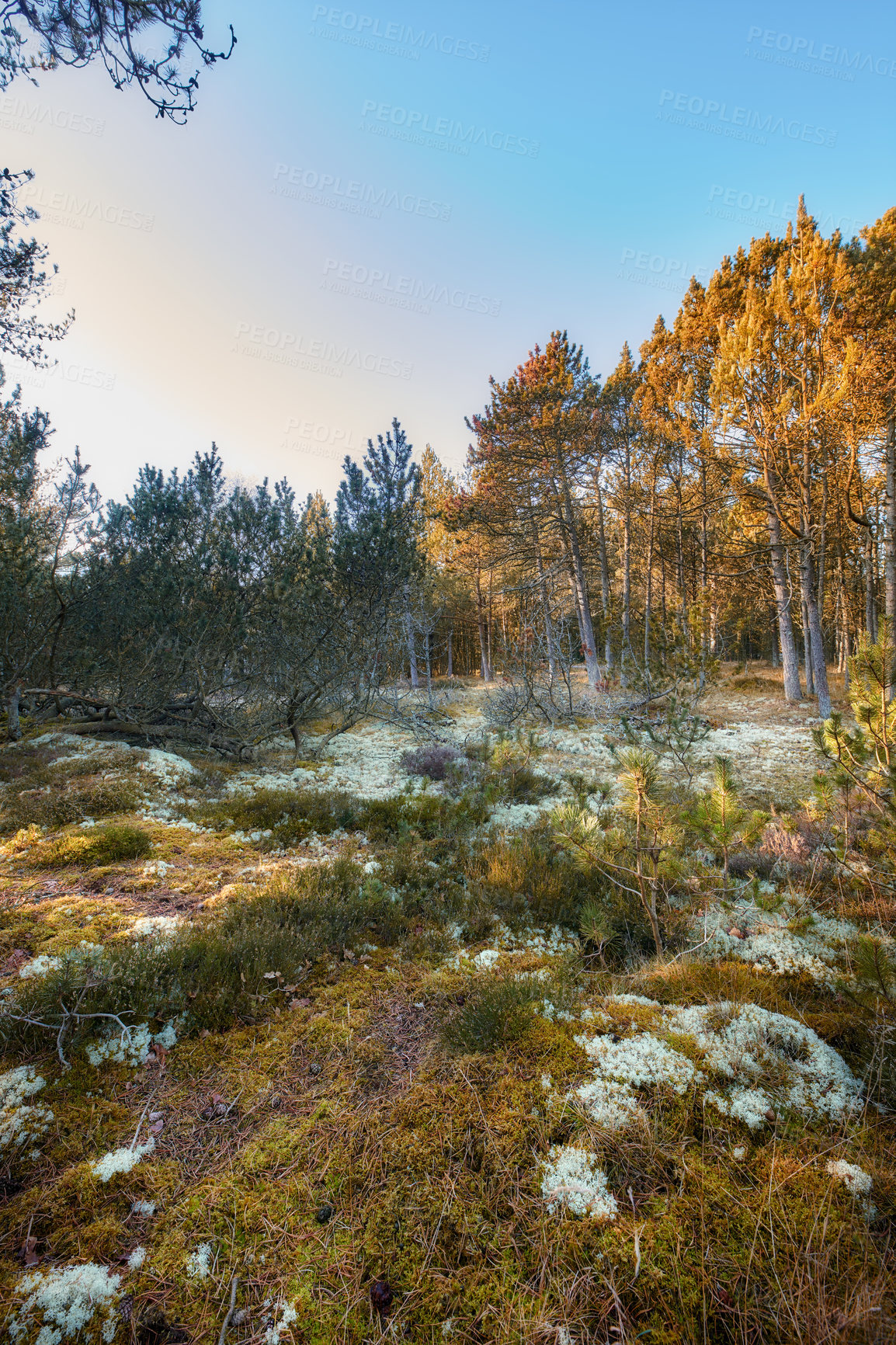 Buy stock photo Copyspace and forest landscape with tall trees and clear blue sky. Brown grass and shrubs in remote nature environment on a sunny day in Germany. Peaceful and scenic wilderness or woodlands in spring