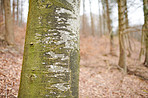Hardwood forest - Denmark
