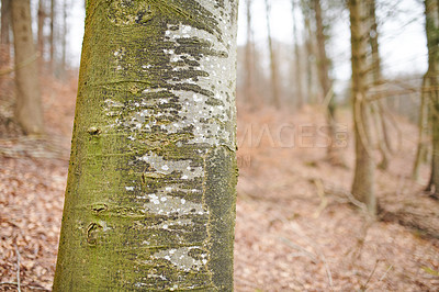 Buy stock photo Forest, landscape and tree with moss, autumn and growth for sustainability and green nature. Outdoor bush, woods and grass or plants for healthy environment, countryside and ecology with foliage