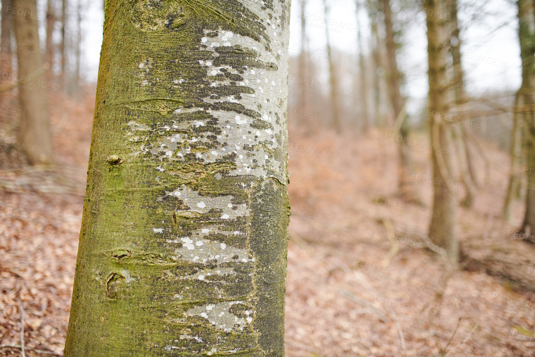 Buy stock photo Hardwood forest uncultivated - Denmark