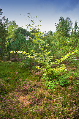 Buy stock photo Trees in a wild forest in summer. A wilderness landscape of various green vegetation with bushes and shrubs growing in nature or in a secluded uncultivated environment on a beautiful sunny day