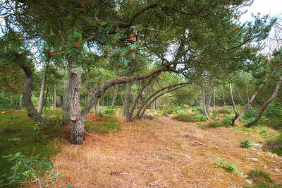 Buy stock photo Landscape of fir, cedar or pine trees growing in quiet woods in Norway. Environmental nature conservation and cultivation of resin plants in remote coniferous forest. Serene and peaceful countryside