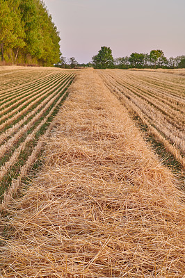 Buy stock photo Rye and wheat grain growing on a farm in a remote countryside field with copy space. Detail and texture background of a sustainable local cornfield with cut straw in the harvest season with copyspace