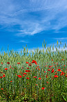 Wheat fields with poppies in early summer