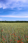 Wheat fields with poppies in early summer