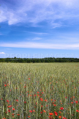 Buy stock photo A  photo of the countryside in early summer