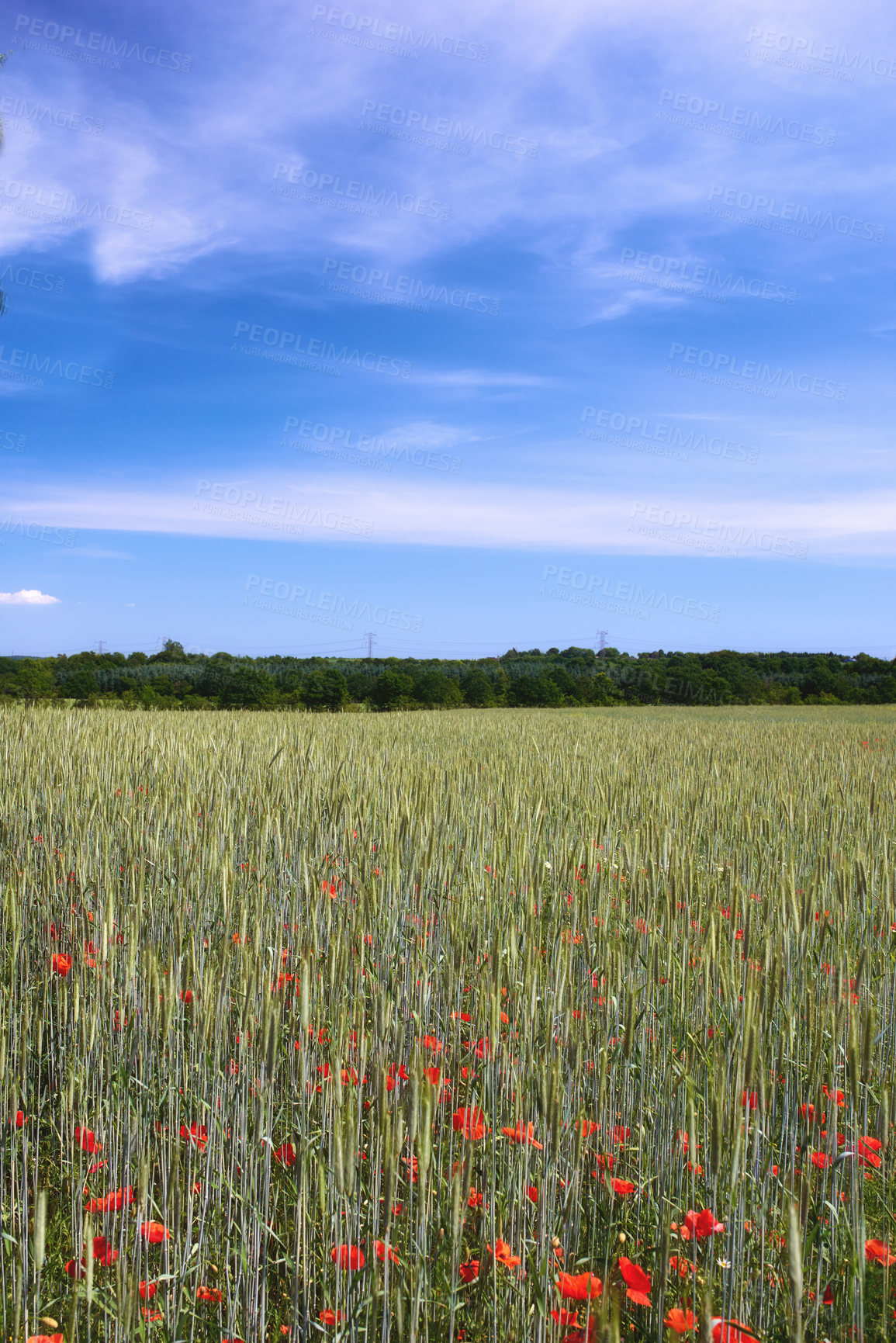 Buy stock photo A  photo of the countryside in early summer