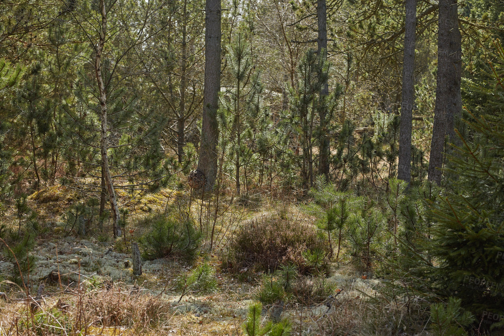 Buy stock photo Landscape view of pine, fir or cedar trees growing in quiet mystical woods in Sweden. Lush green leaves in a wild, remote coniferous forest. Environmental nature conservation and cultivation of resin