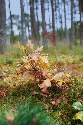 Buy stock photo Closeup of dry autumn leaves from a pine, fir, spruce or cedar tree in a remote forest. Detail and texture of falling brown branches in a serene, secluded woods with blur background and copy space. 