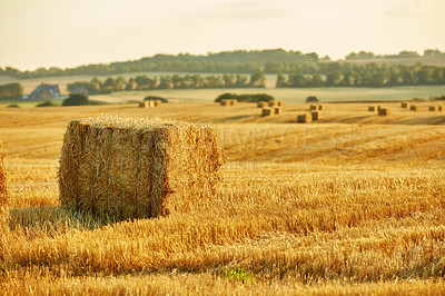 Buy stock photo A photo of a vibrant country field in harvest