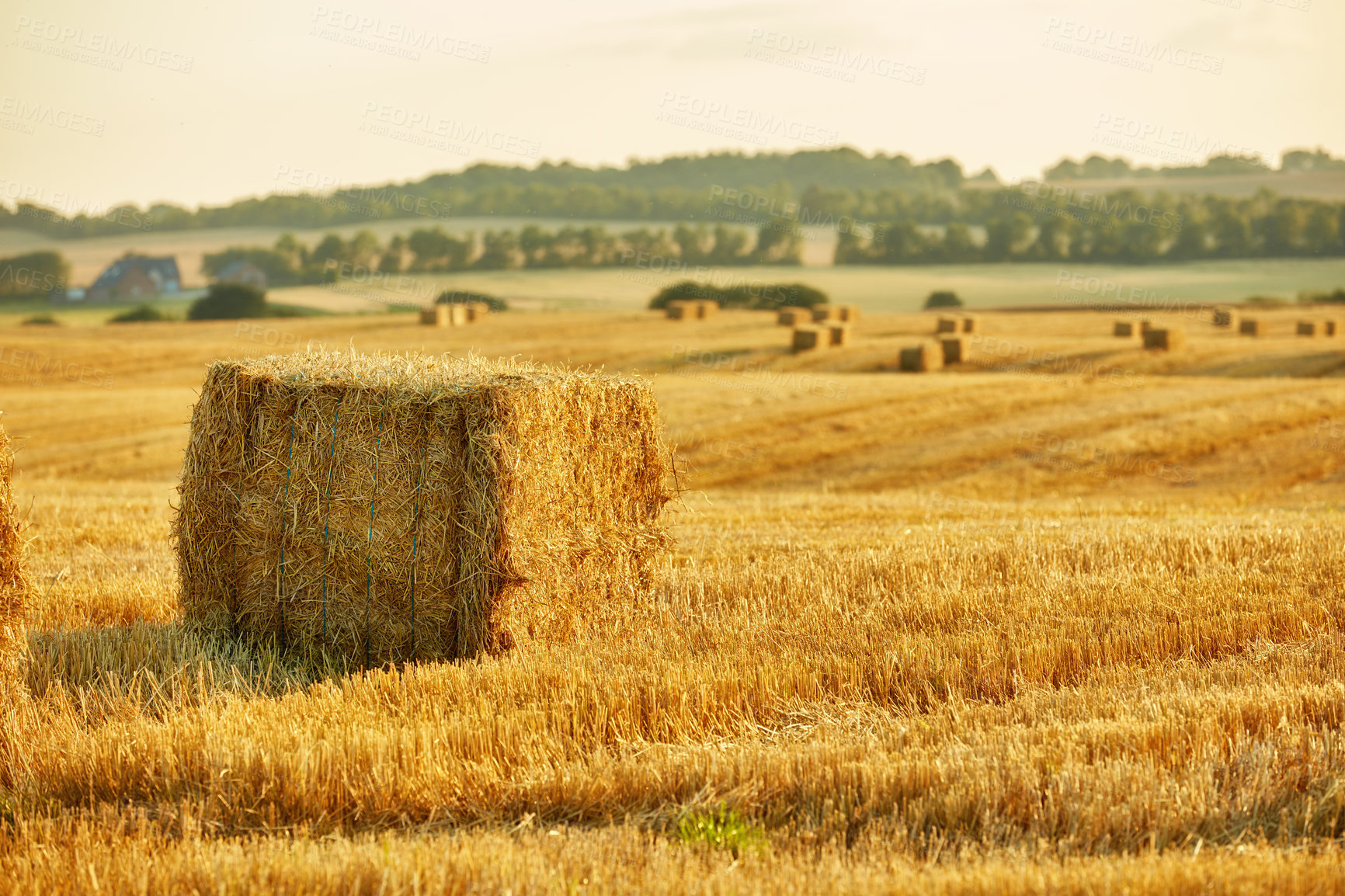 Buy stock photo A photo of a vibrant country field in harvest