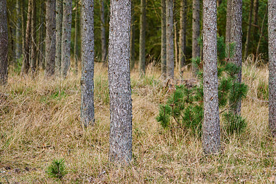 Buy stock photo A pine tree forest with dry grass and green plants. Landscape of many pine tree trunks in nature during autumn season. Uncultivated and wild shrubs growing in the woods or near the countryside