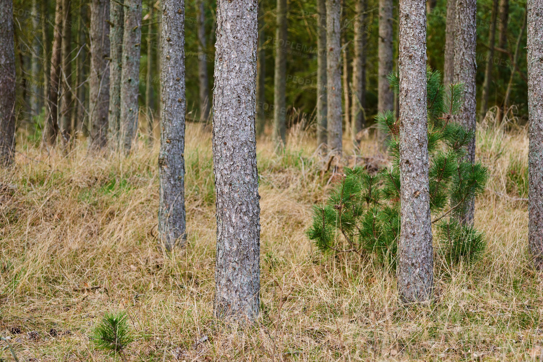 Buy stock photo A pine tree forest with dry grass and green plants. Landscape of many pine tree trunks in nature during autumn season. Uncultivated and wild shrubs growing in the woods or near the countryside