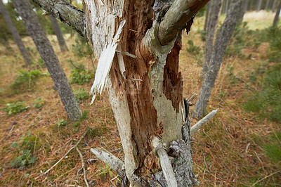 Buy stock photo Closeup of damaged beech trees growing in remote forest, meadow, countryside. Tree bark destruction, stripped in illegal activity for firewood. Discovering peace in mother nature and woods in Germany