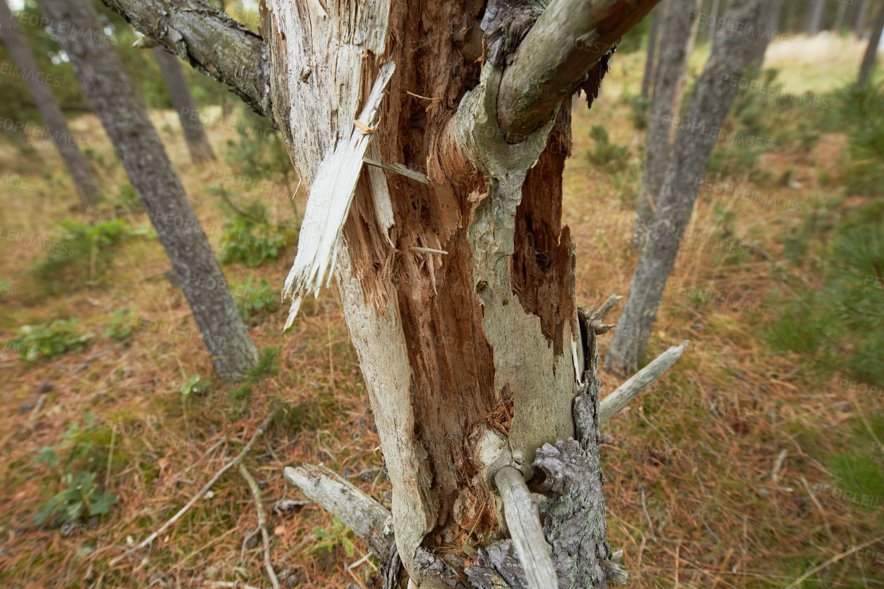 Buy stock photo Closeup of damaged beech trees growing in remote forest, meadow, countryside. Tree bark destruction, stripped in illegal activity for firewood. Discovering peace in mother nature and woods in Germany