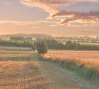 Buy stock photo A photo of a vibrant country field in harvest