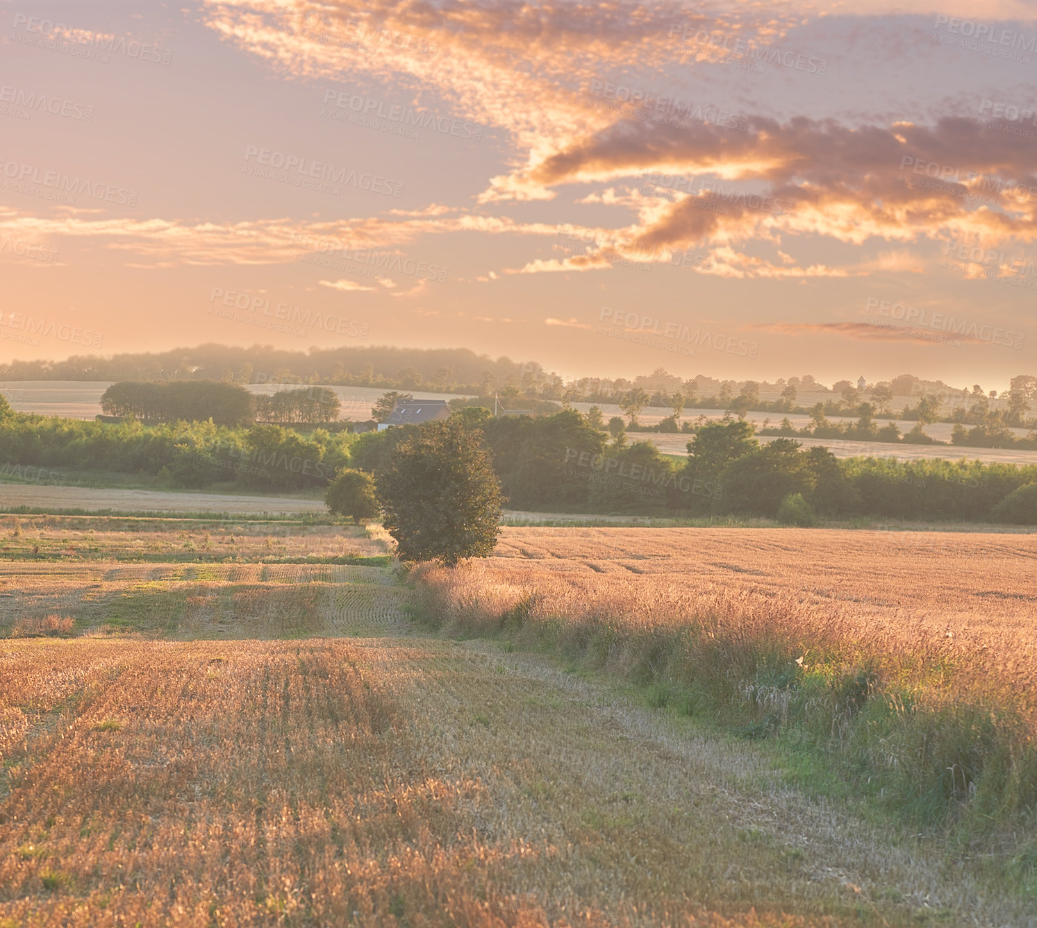 Buy stock photo A photo of a vibrant country field in harvest