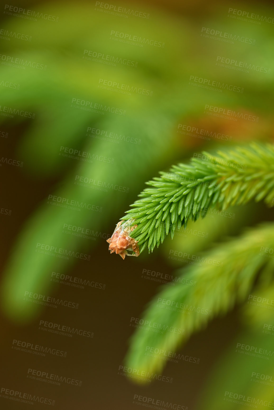 Buy stock photo Closeup macro details of a beautiful lush green forest in springtime, pine trees growing with nature in harmony and copyspace. Fresh air in a tranquil jungle with zen, quiet soothing nature ambience 