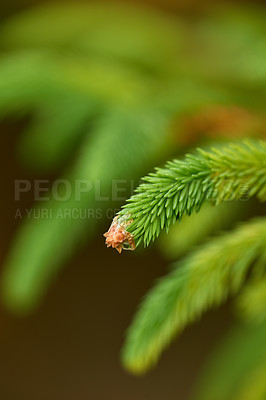 Buy stock photo Closeup macro details of a beautiful lush green forest in springtime, pine trees growing with nature in harmony and copyspace. Fresh air in a tranquil jungle with zen, quiet soothing nature ambience 