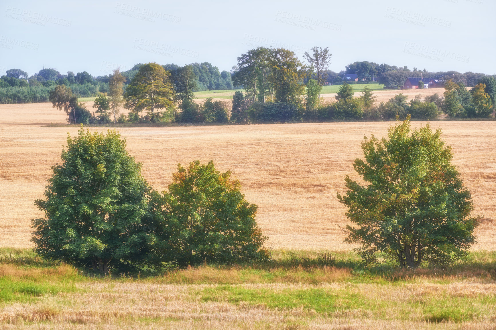 Buy stock photo Landscape view of field maple trees growing in remote countryside or meadow in Sweden. Environmental nature conservation of fresh syrup plants and blue sky. Cultivated for medicinal and food industry