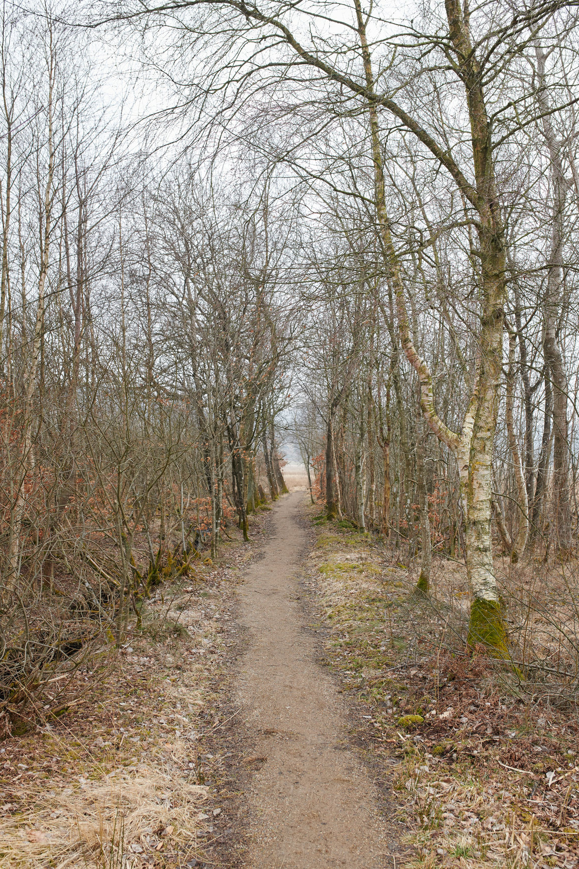 Buy stock photo A path between leafless trees in an autumn forest on an overcast day. Landscape of an open dirt walkway or hiking trail with tall tree branches at the end of fall season or beginning of winter