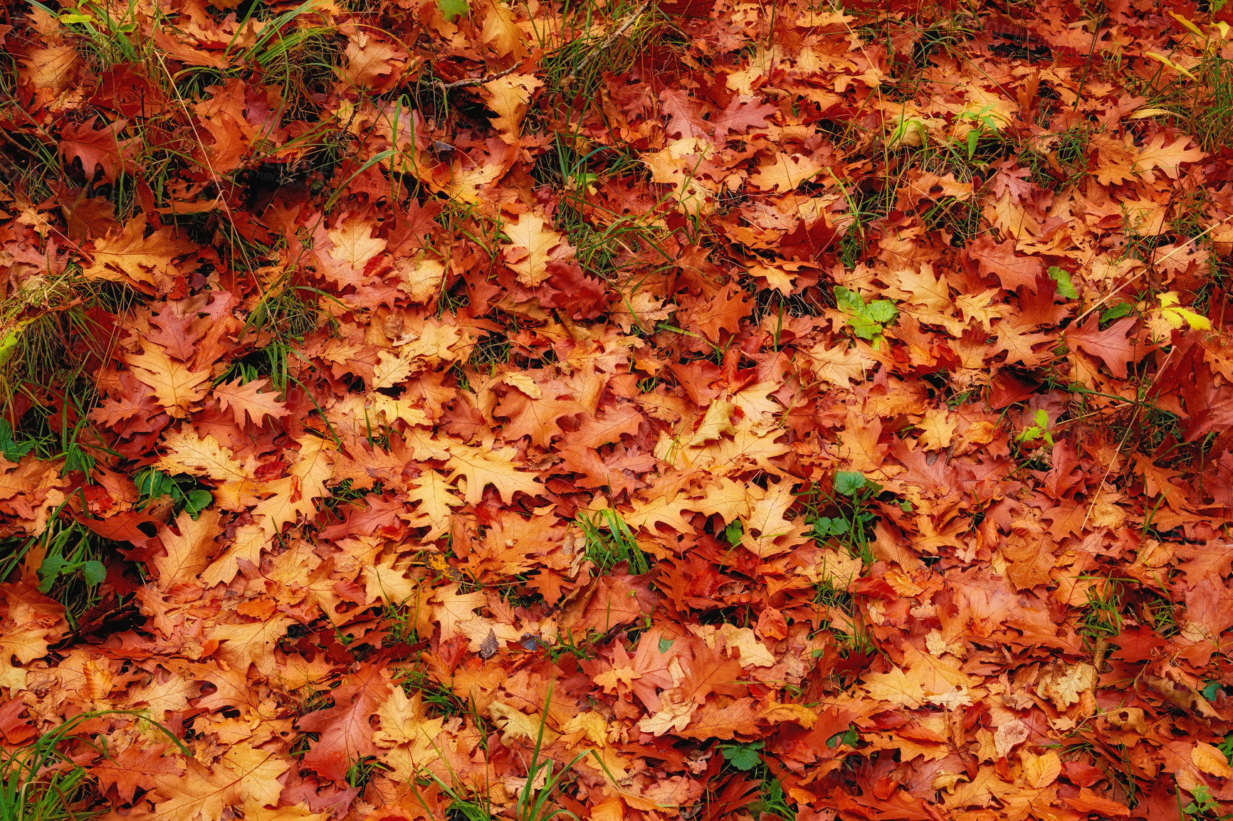 Buy stock photo Beautiful pile of colorful autumn leaves lying on grass with copy space. Above of many red, orange and yellow colors of maple leaves outdoors during the fall season perfect for seasonal background