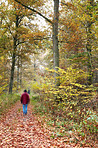 Autumn trees