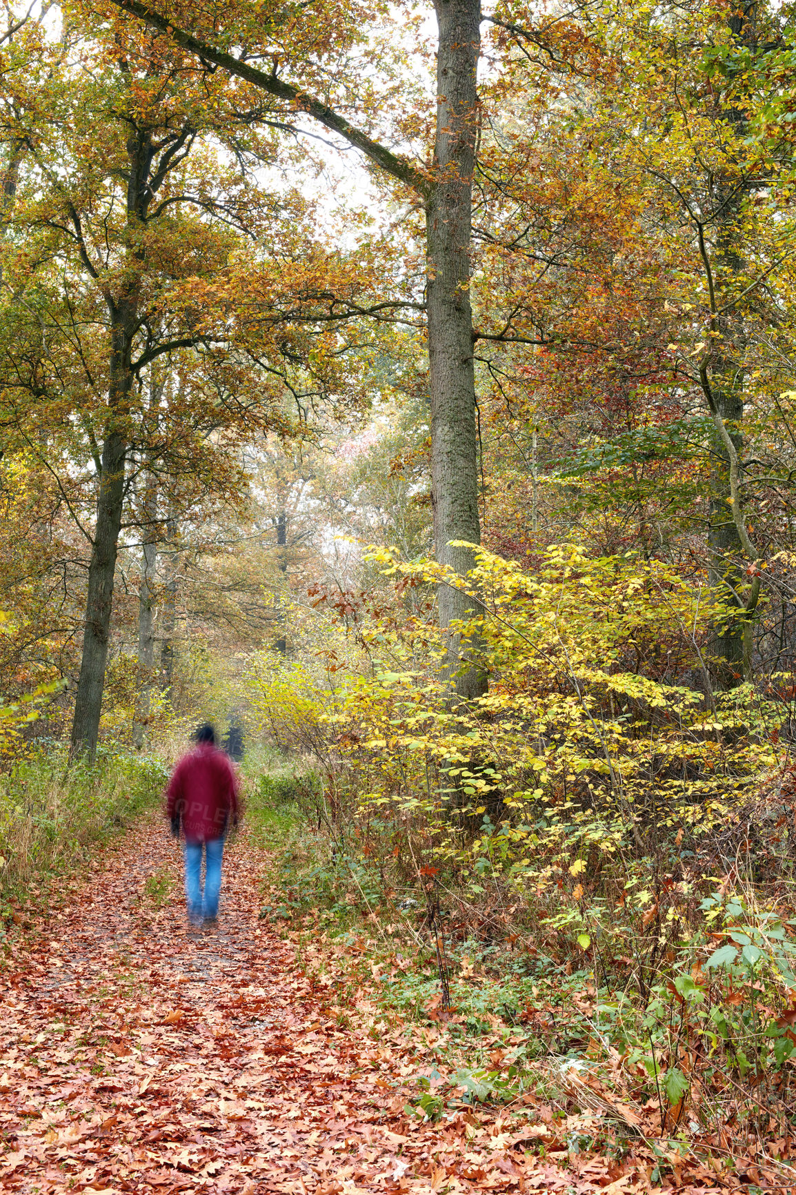 Buy stock photo Autumn - natural background