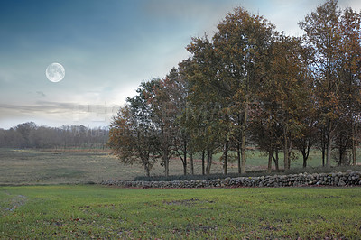 Buy stock photo Scenic landscape of dark autumn forest in the evening with copyspace. Lush green woods at dawn, tranquil and serene with harmony in nature. Peaceful calming outdoors on a quiet morning with fresh air