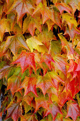 Buy stock photo Red leaves, tree and autumn nature as closeup of environment plants, ecology or sustainability. Forest, woods and orange foliage with countryside, garden and season for outdoor fall with peace