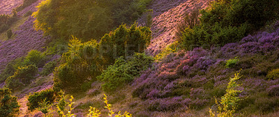 Buy stock photo  flowering heather in Rebild National Park, Jutland, Denmark