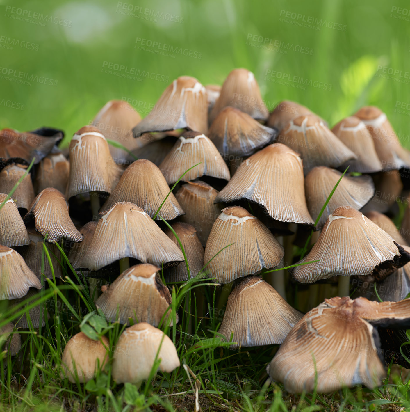 Buy stock photo Coprinopsis atramentaria, commonly known as the common ink cap or inky cap, is an edible mushroom found in Europe and North America.Coprinopsis atramentaria, commonly known as the common ink cap or inky cap, is an edible mushroom found in Europe and North America.