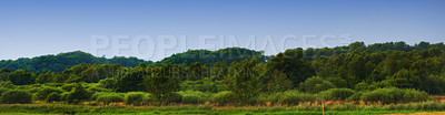 Buy stock photo Scenic and peaceful landscape of trees growing in a remote and uncultivated forest in Norway with sky copy space. Overgrown and lush green woods in a quiet and tranquil environment in mother nature