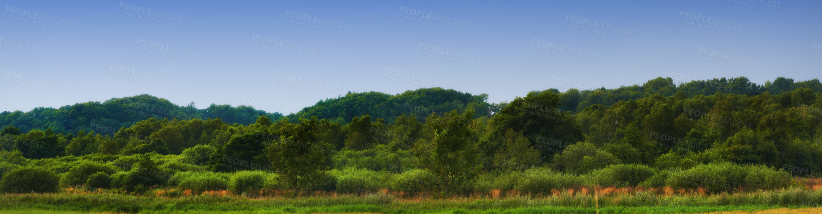 Buy stock photo Scenic and peaceful landscape of trees growing in a remote and uncultivated forest in Norway with sky copy space. Overgrown and lush green woods in a quiet and tranquil environment in mother nature