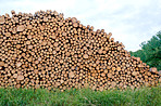 Woodpile - Lumber Industry